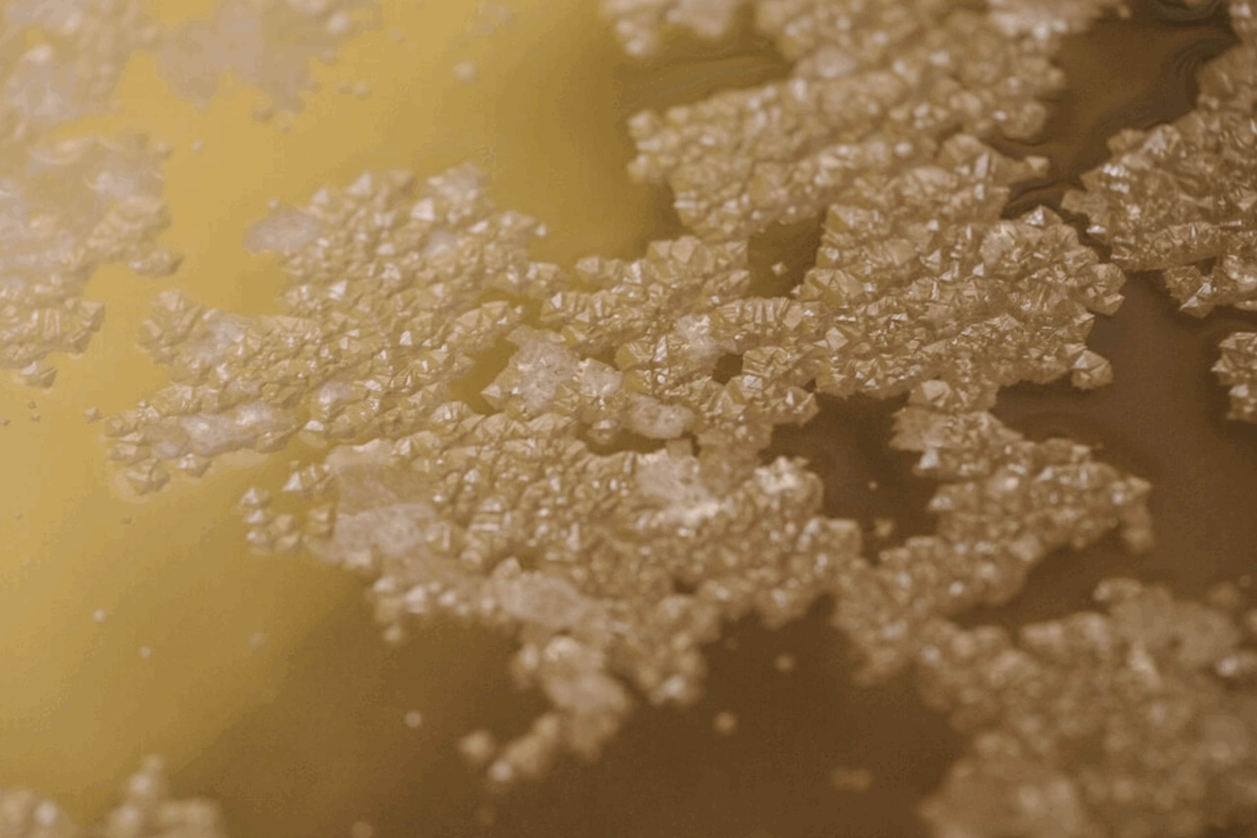 新しいカタチでお届け！炊塩オンライン定期購入スタート！